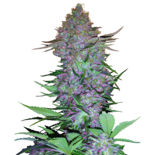Purple Skunk - Autofloraison - Sensi Seeds