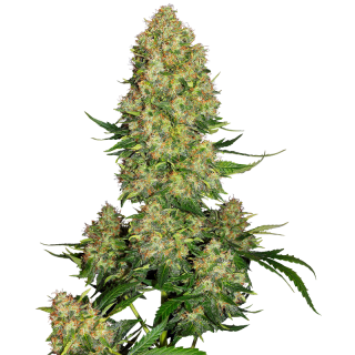 Skunk No 1 - Autofloraison - Sensi Seeds