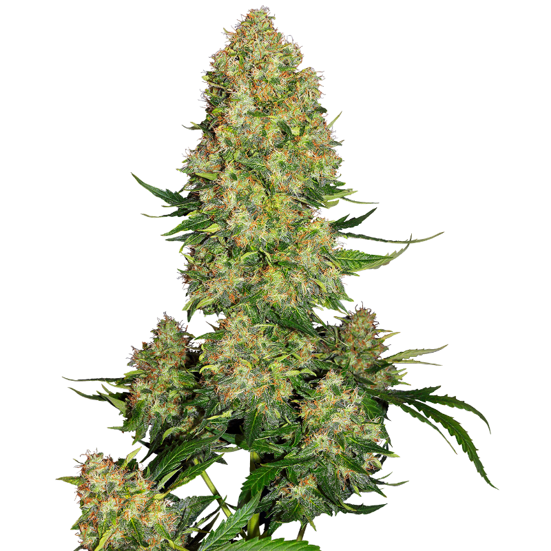 Skunk No 1 - Autofloraison - Sensi Seeds