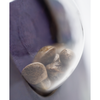 Skunk No 1 - Autofloraison - Sensi Seeds