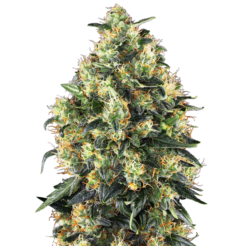 Super Skunk - AUTO - Sensi Seeds