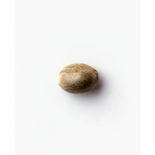 Super Skunk - AUTO - Sensi Seeds