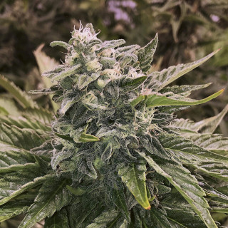 Kandy kush the plant organic seeds