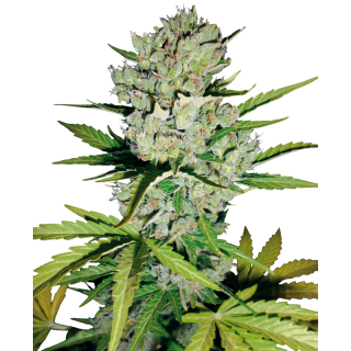 Super Skunk - Autofloraison - Sensi Seeds White Label