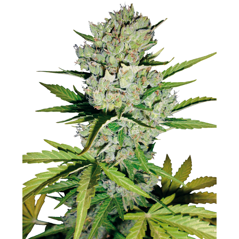 Super Skunk - Autofloraison - Sensi Seeds White Label