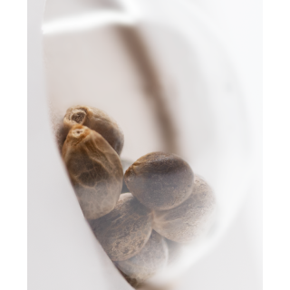 Super Skunk - Autofloraison - Sensi Seeds White Label