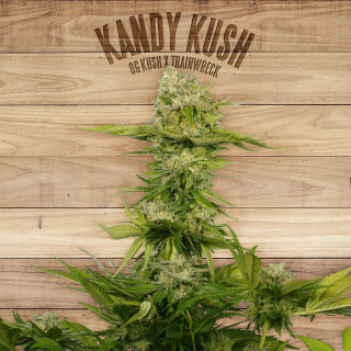 Kandy Kush - Féminisée - The Plant Organic Seeds - Graines de Collection