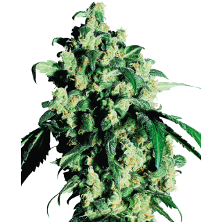 Super Skunk - Régulière - Sensi Seeds