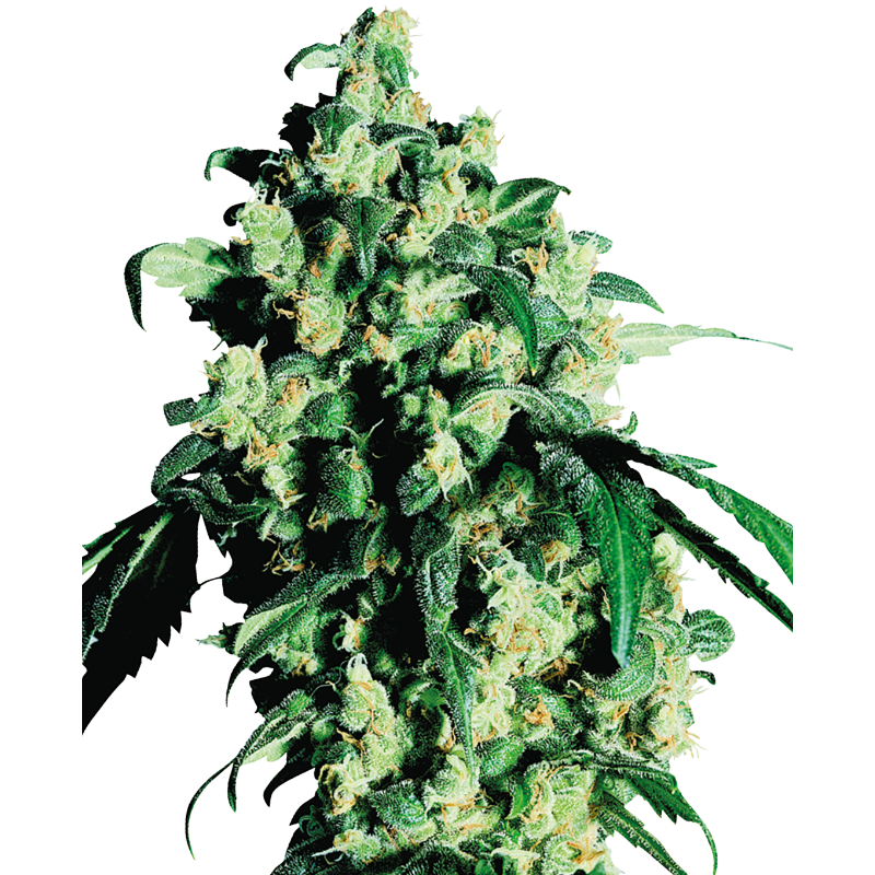 Super Skunk - Régulière - Sensi Seeds