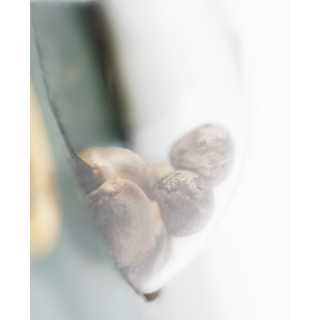Super Skunk - Régulière - Sensi Seeds