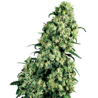 Skunk No 1 - Régulière - Sensi Seeds