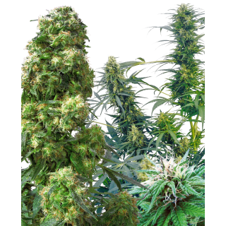 Outdoor Mix - Régulière - Sensi Seeds