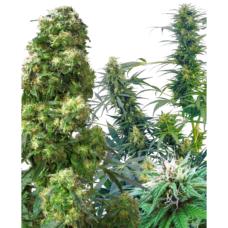 Outdoor Mix - Régulière - Sensi Seeds