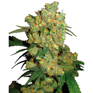 Big Bud - Régulière - Sensi Seeds | ROOTS-SEEDS.FR