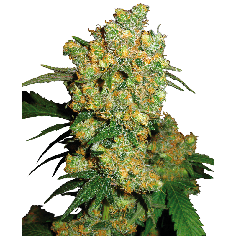 Big Bud - Régulière - Sensi Seeds | ROOTS-SEEDS.FR