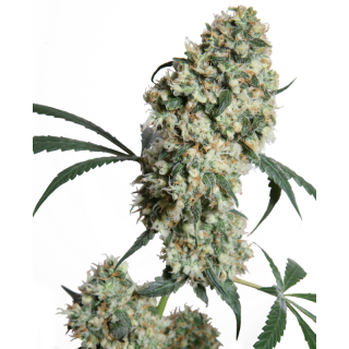 Rosenthal Super Bud - Régulière - Sensi Seeds