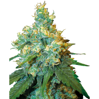 Jack Herer® - Régulière - Sensi Seeds