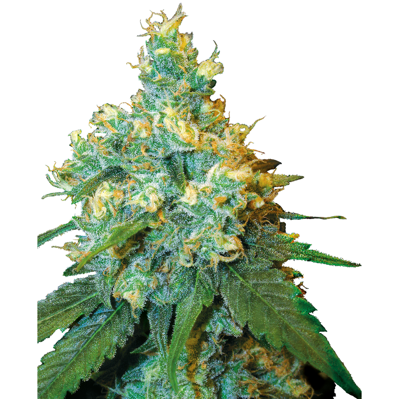Jack Herer® - Régulière - Sensi Seeds
