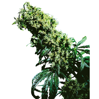 Northern Lights No 5 x Haze - Régulière - Sensi Seeds