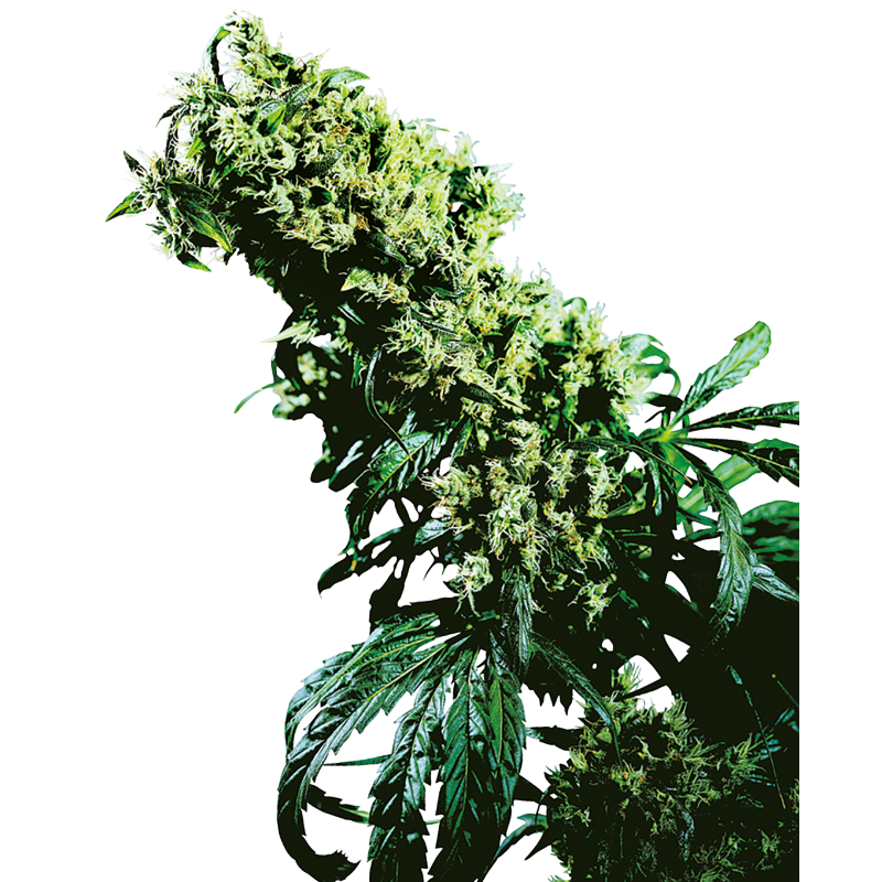 Northern Lights No 5 x Haze - Régulière - Sensi Seeds
