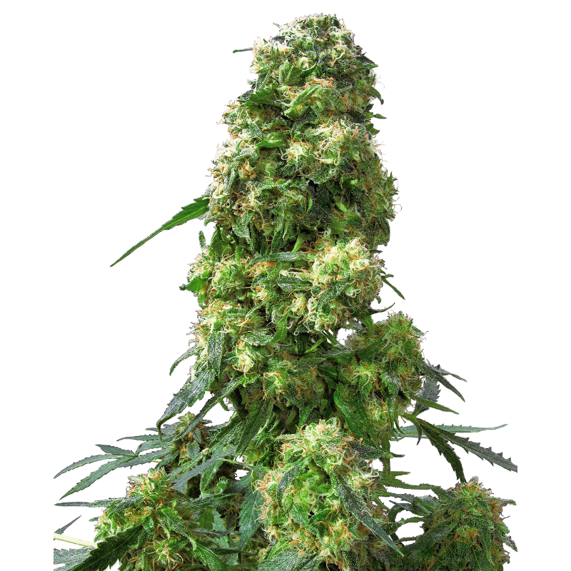 Early Skunk - Régulière - Sensi Seeds