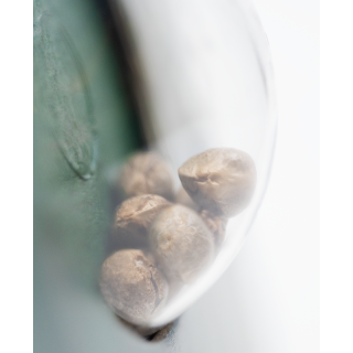 Mr Nice G13 X Hash Plant - Régulière - Sensi Seeds