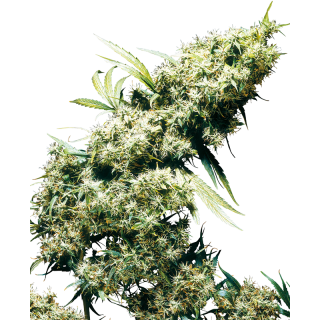 Jamaican Pearl - Régulière - Sensi Seeds