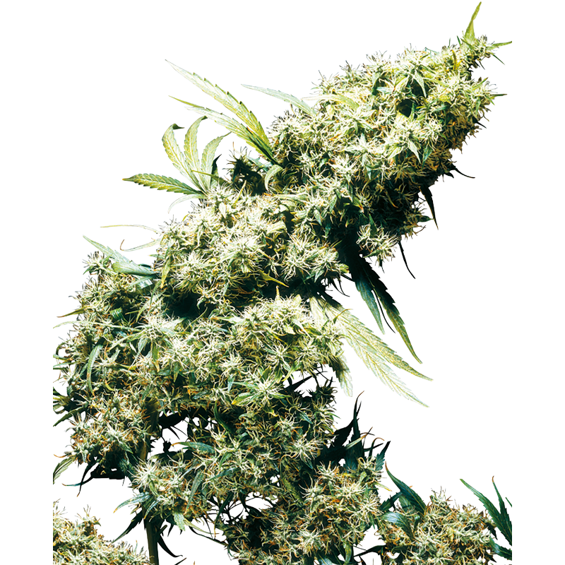 Jamaican Pearl - Régulière - Sensi Seeds