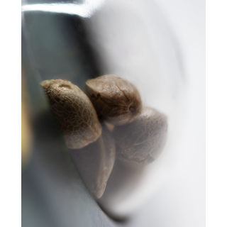 Jamaican Pearl - Régulière - Sensi Seeds