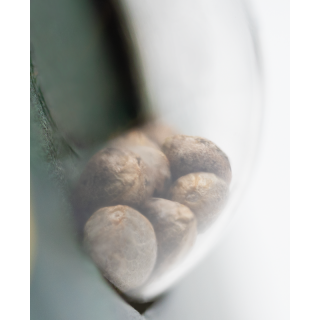 Silver Haze - Régulière - Sensi Seeds