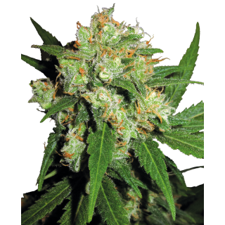 Sensi Skunk - Régulière - Sensi Seeds