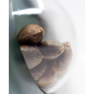 Indoor Mix - Régulière - Sensi Seeds