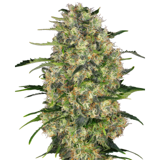 Black Domina - Régulière - Sensi Seeds