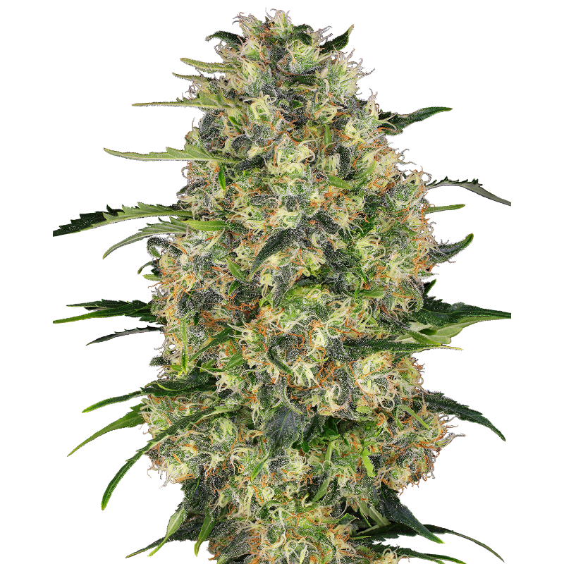 Black Domina - Régulière - Sensi Seeds