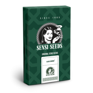 Black Domina - Régulière - Sensi Seeds