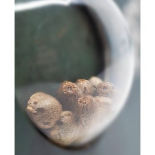 Black Domina - Régulière - Sensi Seeds