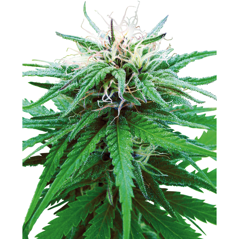 Ruderalis Indica - Régulière - Sensi Seeds