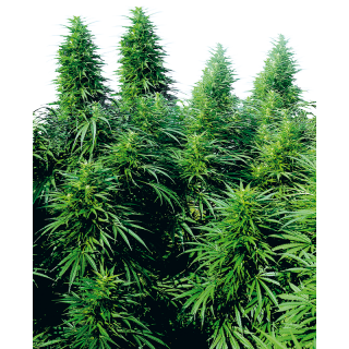 Ruderalis Skunk - Régulière - Sensi Seeds
