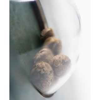 Ruderalis Skunk - Régulière - Sensi Seeds