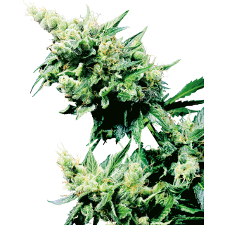 Hash Plant - Régulière - Sensi Seeds