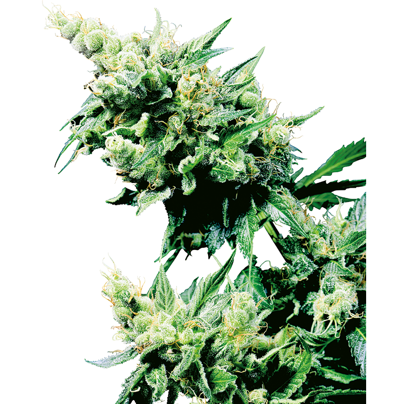 Hash Plant - Régulière - Sensi Seeds