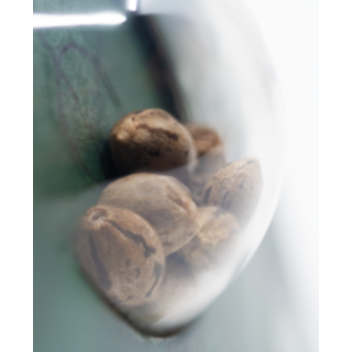 Hash Plant - Régulière - Sensi Seeds