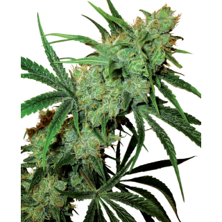 Fruity Juice - Régulière - Sensi Seeds