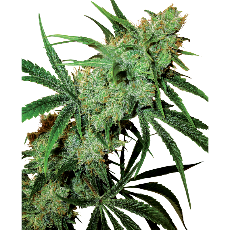 Fruity Juice - Régulière - Sensi Seeds