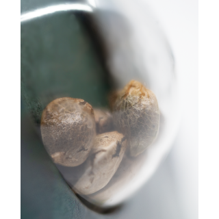 Fruity Juice - Régulière - Sensi Seeds