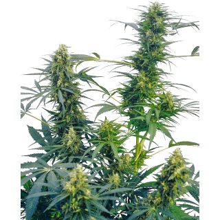 Guerrilla’s Gusto - Régulière - Sensi Seeds