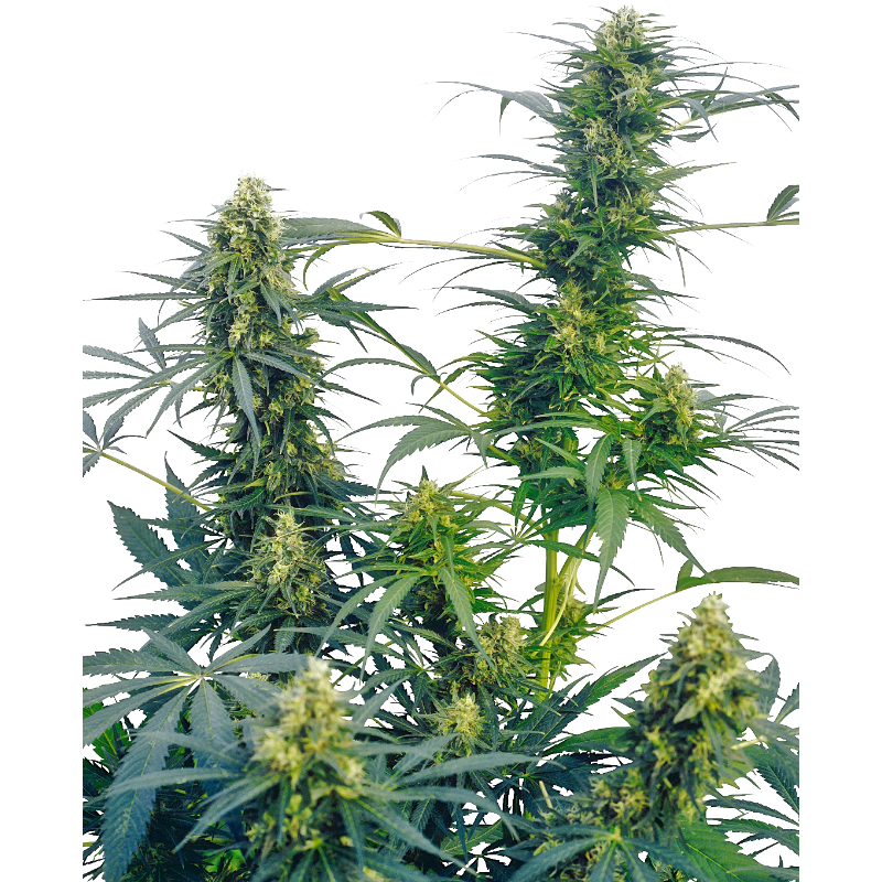 Guerrilla’s Gusto - Régulière - Sensi Seeds