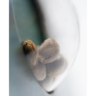 Guerrilla’s Gusto - Régulière - Sensi Seeds