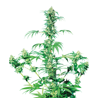 Early Girl - Régulière - Sensi Seeds