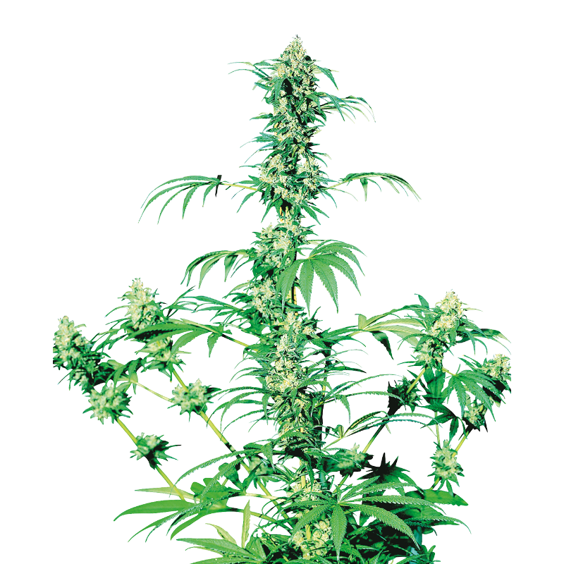 Early Girl - Régulière - Sensi Seeds